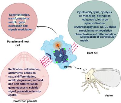 Perils and Promises of Pathogenic Protozoan Extracellular Vesicles